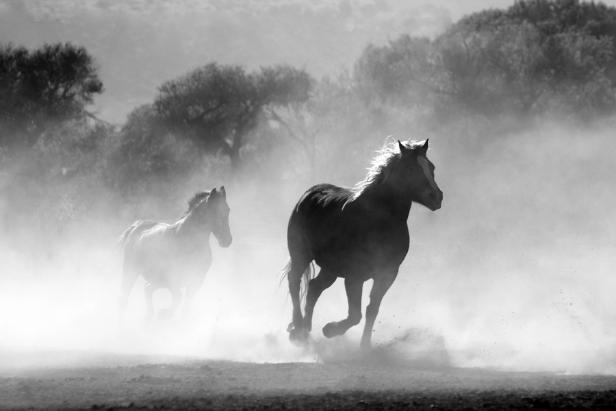 Alavis pro koně – dopřejte svým koním bezbolestný pohyb