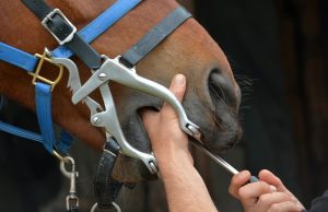 Koňský zubař
