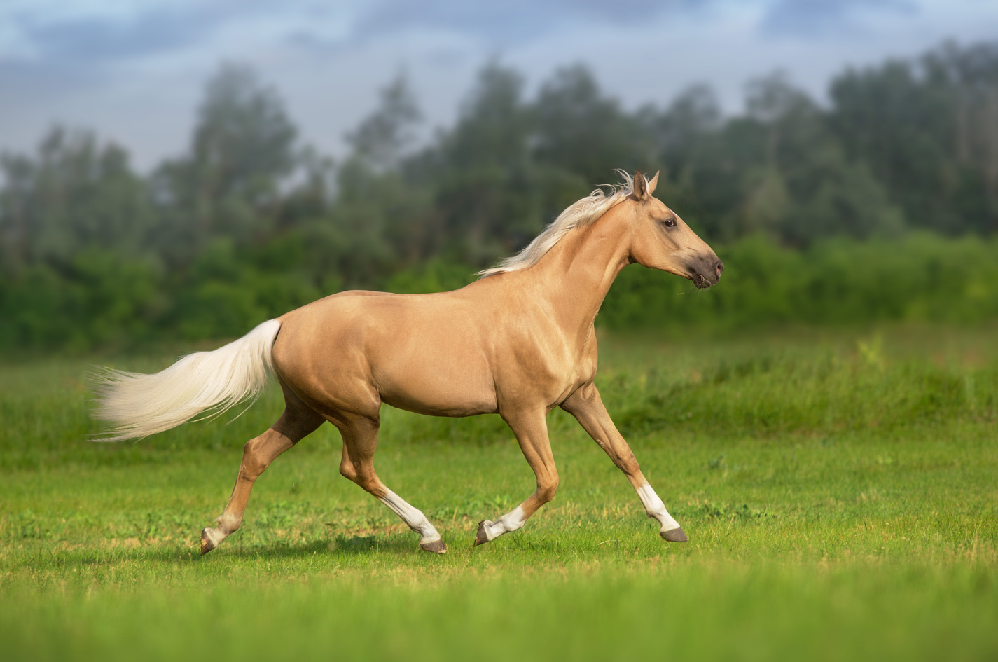 Isabela, palomino